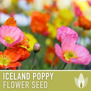 Iceland Poppy Seeds – Pastel Flower Mix, Pollinator Friendly image 4