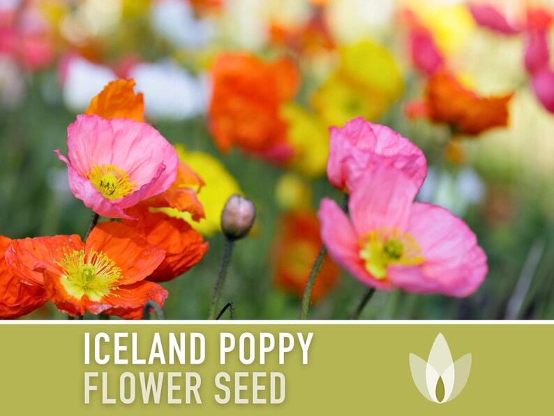 Iceland Poppy Seeds – Pastel Flower Mix, Pollinator Friendly image 4