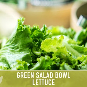 Green Salad Bowl Lettuce Heirloom Seeds image 7