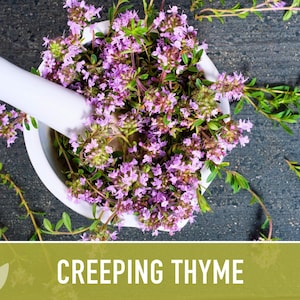 Semillas de tomillo rastrero / Más de 50 semillas, hierba culinaria tradicional, cobertura del suelo, flores aromáticas, Thymus serpyllum imagen 6