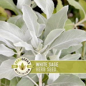 White Sage Seeds | 50+ Seeds, Heirloom, Ceremonial, Non-GMO, Sacred Medicinal Herb, Smudging, Salvia apiana image 1
