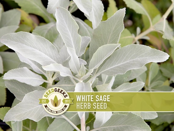 White Sage Seeds | 50+ Seeds, Heirloom, Ceremonial, Non-GMO, Sacred Medicinal Herb, Smudging, Salvia apiana