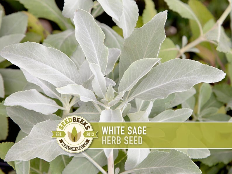 White Sage Seeds | 50+ Seeds, Heirloom, Ceremonial, Non-GMO, Sacred Medicinal Herb, Smudging, Salvia apiana image 1