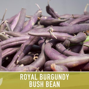 Royal Burgundy Bush Bean Heirloom Seeds Bild 4