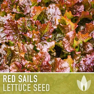 Red Sails Lettuce Heirloom Seeds