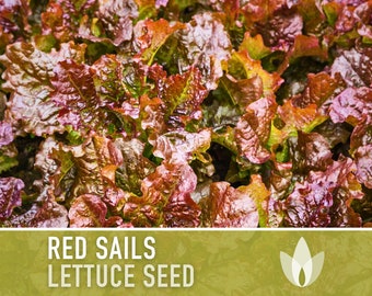 Red Sails Lettuce Heirloom Seeds