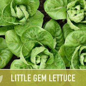 Little Gem Lettuce Heirloom Seeds Sucrine, Sugar Cos, Butterhead, Fresh Salad Garden, Open Pollinated, Non-GMO Bild 2