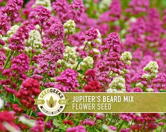 Jupiter's Beard Flower Seeds - Red Valerian, Heirloom, Non-GMO