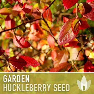 Garden Huckleberry Seeds - Heirloom, Non-GMO | 20+ Seeds image 9