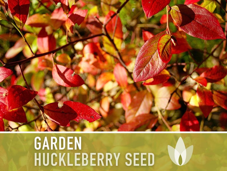 Garden Huckleberry Seeds - Heirloom, Non-GMO | 20+ Seeds image 9
