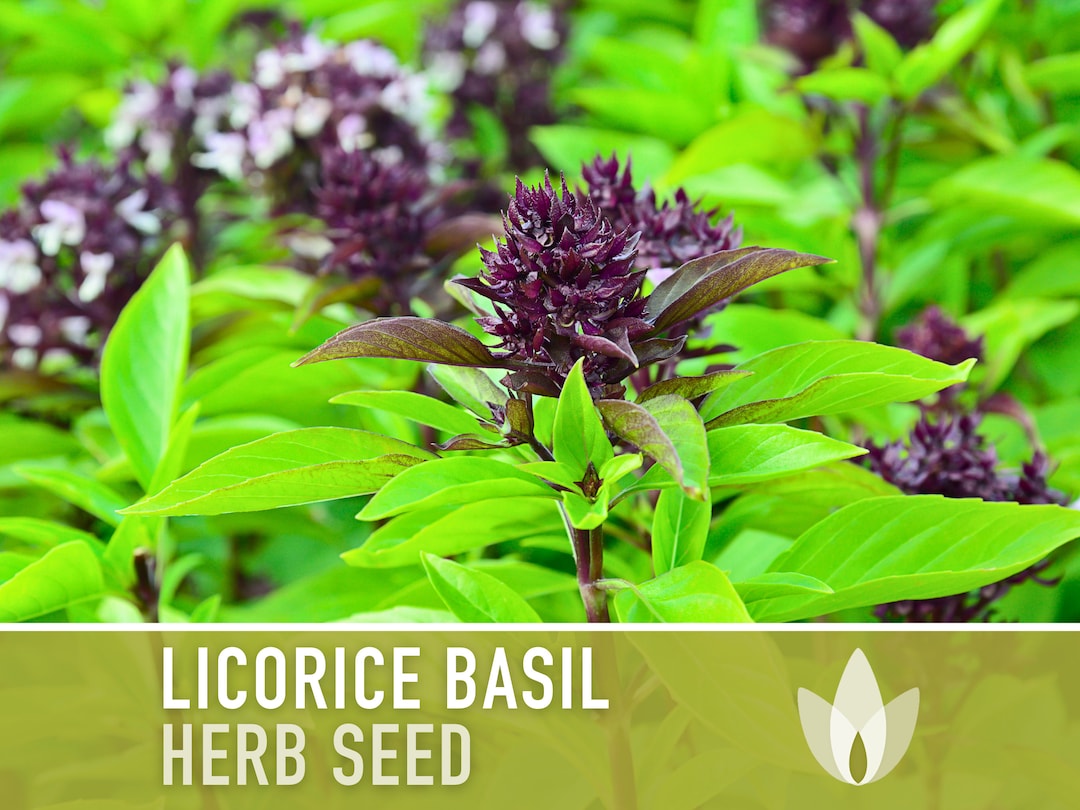 Licorice Basil Seeds Persian Basil, Anise Basil, Heirloom Seeds