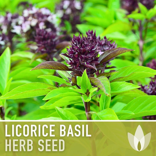 Licorice Basil Seeds - Persian Basil, Anise Basil, Heirloom Seeds, Medicinal Herb, Thai Basil, Culinary Herb, Open Pollinated, Non-GMO