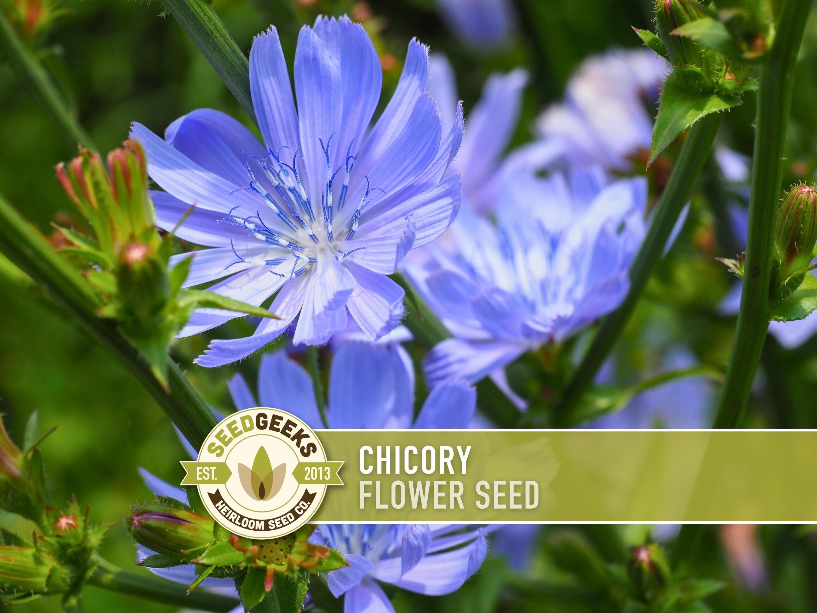 Chicory Wildflower Herb Seeds, Coffee Substitute (100+ Seeds