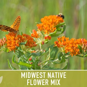 Midwest Native Wildflower Seeds Mix, Heirloom image 9