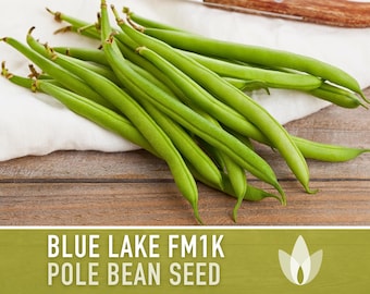 Blue Lake Pole Bean Heirloom Seeds - High Yield, Canning Beans, Mosaic Virus Resistant, Open Pollinated, Non-GMO