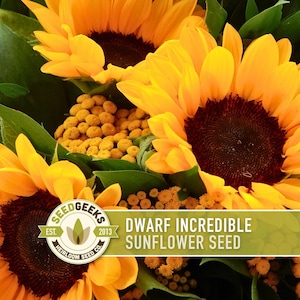 May include: Close-up of a bouquet of sunflowers with bright yellow petals and dark brown centers. The image includes green leaves and small yellow flowers. Text on the image reads "Dwarf Incredible Sunflower Seed."