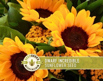 Dwarf Sunflower Seeds | 20+ Seeds, Heirloom Non-GMO, Yellow Blooms, Container Friendly, Helianthus annuus