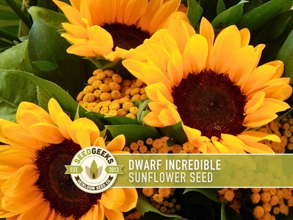 Dwarf Sunflower Seeds | 20+ Seeds, Heirloom Non-GMO, Yellow Blooms, Container Friendly, Helianthus annuus