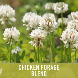 Chicken Forage Blend | 1oz Seeds, Omega 3, Non-GMO, Organic Food for Backyard Chickens, Heirloom image 9