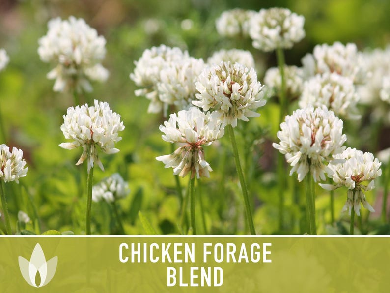 Chicken Forage Blend | 1oz Seeds, Omega 3, Non-GMO, Organic Food for Backyard Chickens, Heirloom image 9
