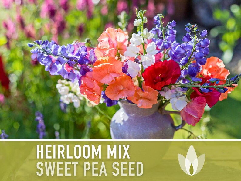 Heirloom Sweet Pea Flower Mix | 25+ Seeds, Cottage Garden, Fragrant Blooms, Lathyrus odoratus Bild 10