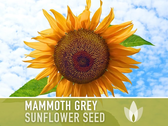 Mammoth Grey Stripe Sunflower Seeds 25 Ct | Heirloom Annual Flower Usa
