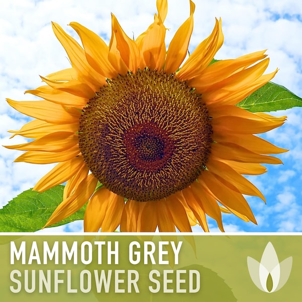 Mammoth Grey Stripe Sunflower Heirloom Seeds, Flower Seeds