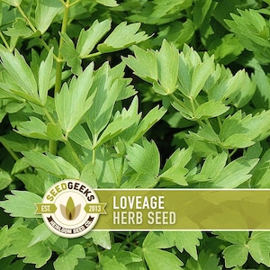 May include: Close-up of vibrant green lovage herb leaves. The image features a lush, dense arrangement of the plant's foliage. A logo with the text "SEEDGEEKS" and "LOVEAGE HERB SEED" is visible.