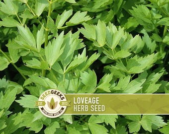 Lovage Herb Seeds | Perennial Culinary & Medicinal Plant