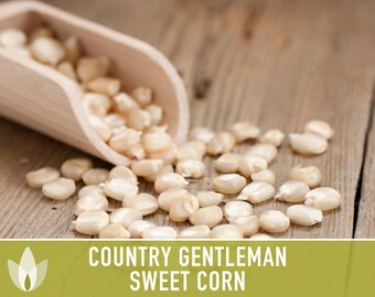 Country Gentleman White Corn Seeds – 25 Ct, Heirloom Sweet Vegetable Seeds For Garden – USA Grown