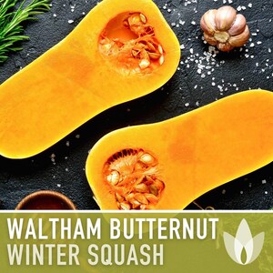 Waltham Butternut Squash Seeds – Heirloom, Vine-Borer Resistant image 4