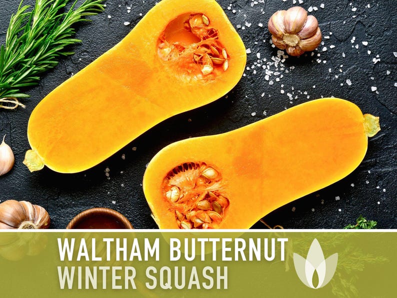 Waltham Butternut Squash Seeds – Heirloom, Vine-Borer Resistant image 4