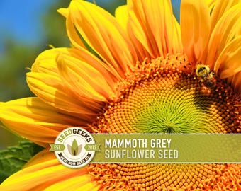 Mammoth Grey Sunflower Seeds - Heirloom, Non-GMO