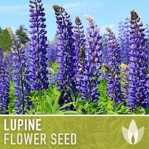 Perennial Lupine Flower Seeds - Heirloom Seeds, Pollinator Friendly, Cut Flowers, Lupinus Perennis, Fairy Garden, Meadow Flower, Non-GMO