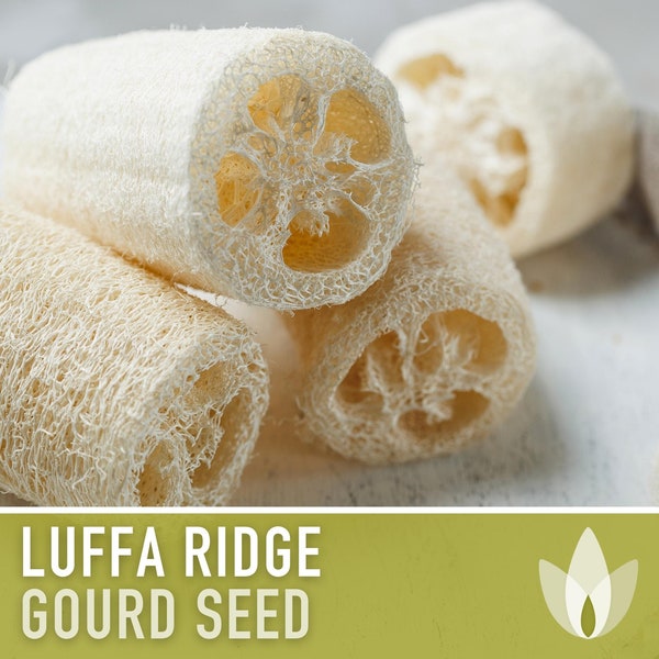 Luffa Ridge Gourd Seeds (Chinese Okra) Heirloom Seeds