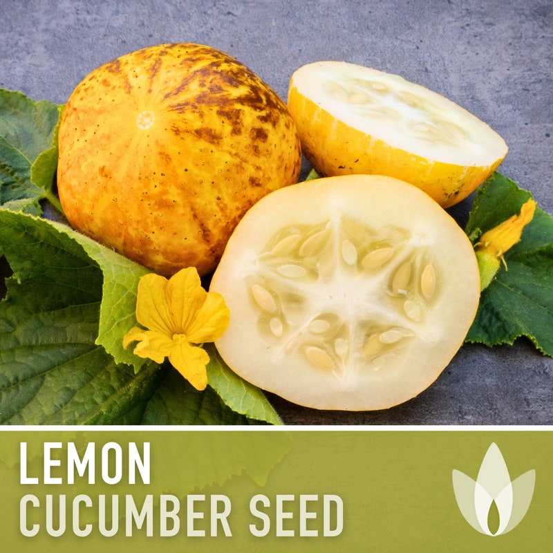 40 Lemon Cucumber Seeds – Non-GMO Heirloom – USA Seller, Fresh Garden Seeds