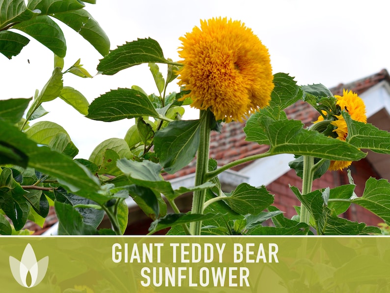Giant Teddy Bear Sunflower Seeds Heirloom Seeds Sunflower Etsy