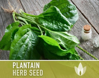Plantain, Common Herb Seeds - Heirloom Seeds, Medicinal Herb Seeds, Fresh Salad, Culinary Herb Seeds, Open Pollinated, Non-GMO