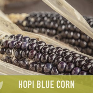 Hopi Blue Corn Heirloom Seeds - Non-GMO, Open Pollinated image 11