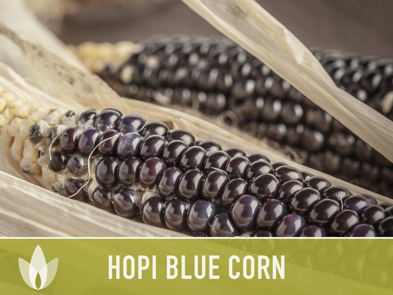 Hopi Blue Corn Heirloom Seeds - Non-GMO, Open Pollinated image 11