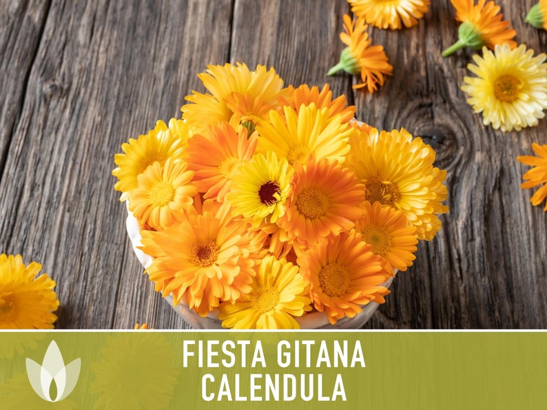 Semillas De Caléndula Enana Fiesta Gitana Variada, Fáciles De Cultivar, Para Jardín, Borduras Y Macetas