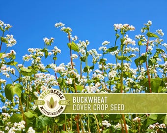 Buckwheat Cover Crop Seeds – Heirloom, Pollinator Garden
