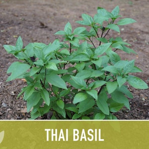 Thai Basil Herb Heirloom Seeds image 9