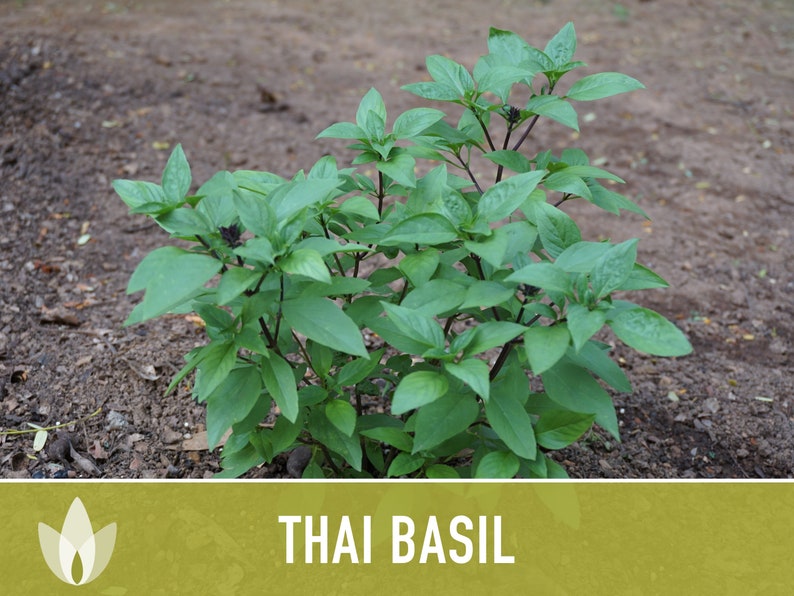 Thai Basil Herb Heirloom Seeds image 9