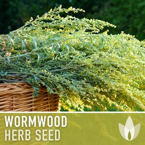 Wormwood Organic Medicinal Herb Seeds - Artemisia Absinthium, Heirloom, Non-GMO immagine 5