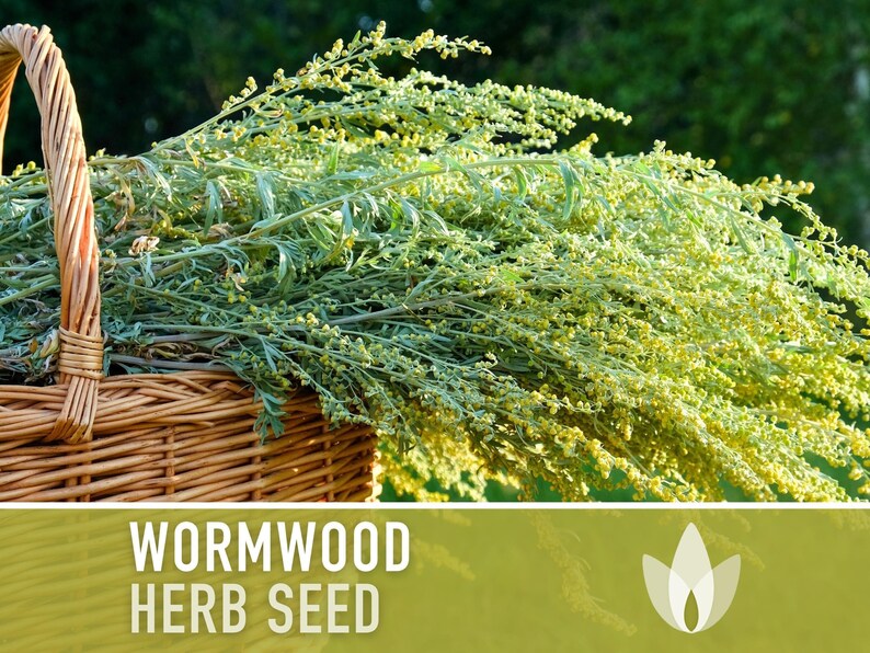 Wormwood Organic Medicinal Herb Seeds - Artemisia Absinthium, Heirloom, Non-GMO immagine 5