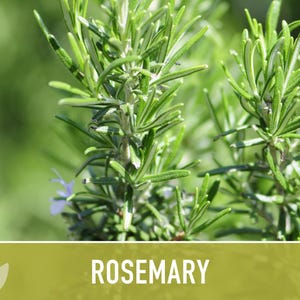 Semillas de Romero - Semillas tradicionales, Hierba culinaria, Hierba medicinal, Polinización abierta, Perenne, Rosmarinus Officinalis, Sin OMG imagen 9