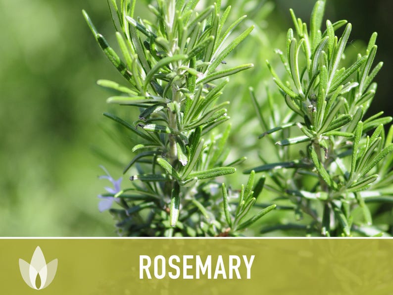 Semillas de Romero - Semillas tradicionales, Hierba culinaria, Hierba medicinal, Polinización abierta, Perenne, Rosmarinus Officinalis, Sin OMG imagen 9