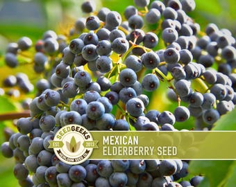 Mexican Elderberry Seeds – Open Pollinated, Heirloom Sambucus Mexicana