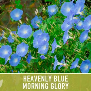 Morning Glory, Heavenly Blue Heirloom Seeds, Flower Seeds, Vine image 9